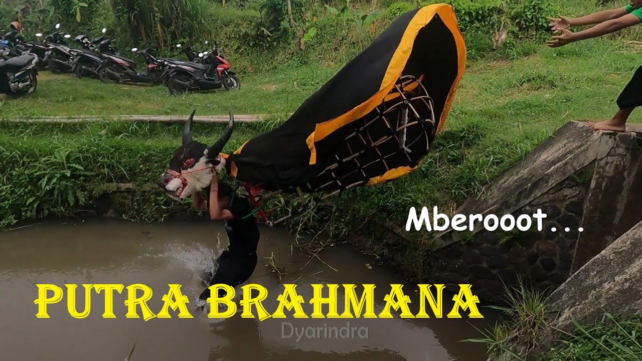 Mberot'ti bambu mewek bareng Bantengan Putra Brahmana
