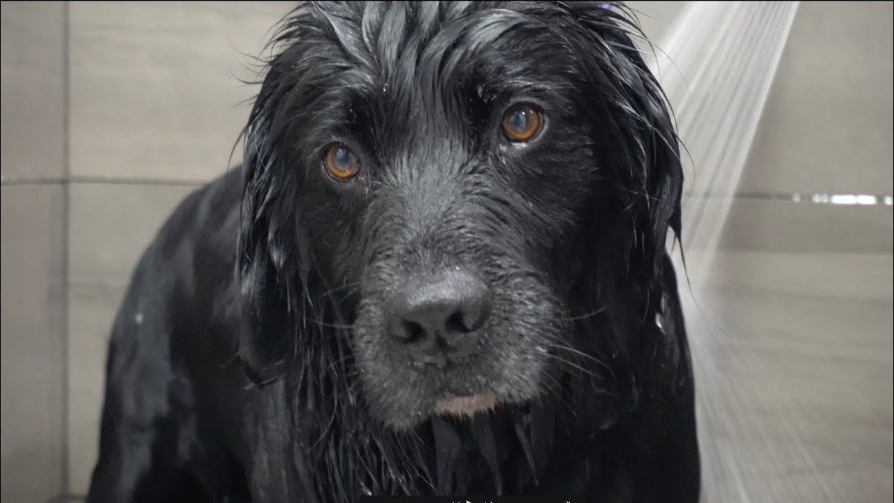 The rare Black Golden Retriever