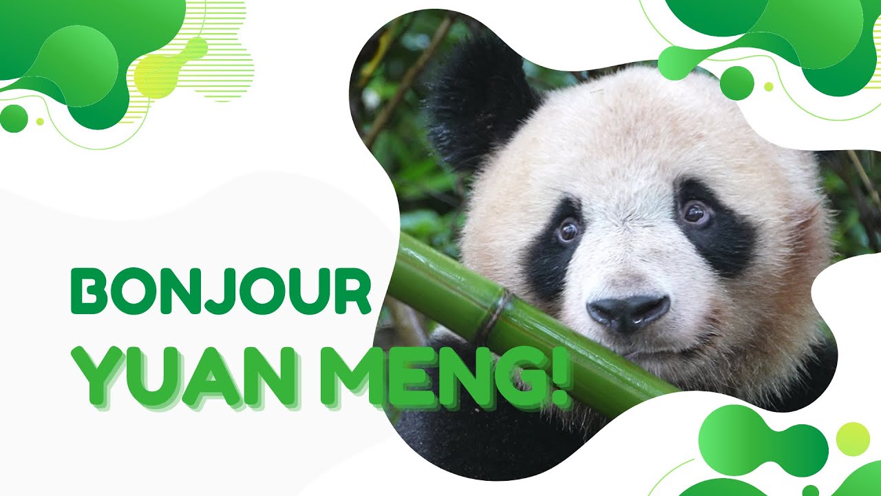 AmazingChina | Bonjour Yuan Meng! Good to see you again