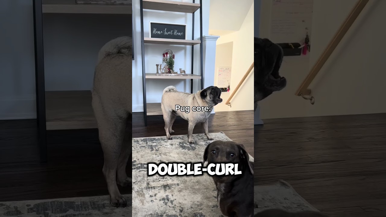 What do you think of pugs? 
