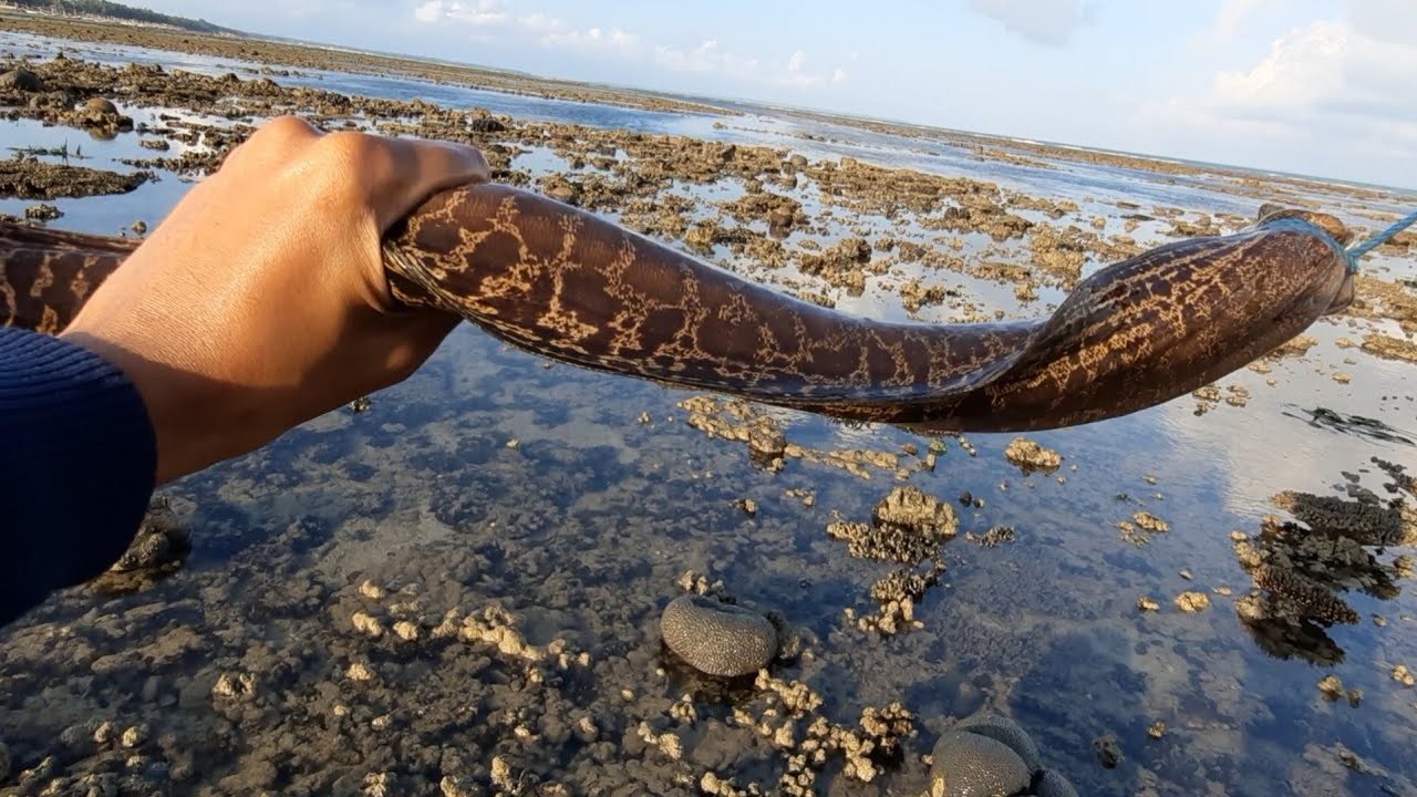 Mancing belut moray warna kayak ular bikin panik saat keluar ||Giant moray ell