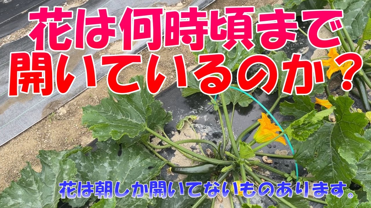 昼に圃場にいくことが多いかたは注意してください～。人口授粉の仕方と花はの開花の様子を撮影。