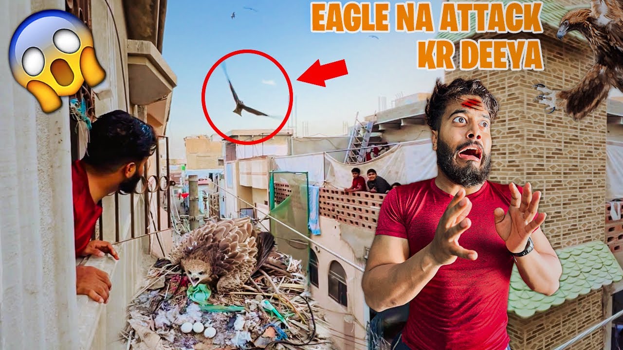 EAGLE NA ATTACK KR DEEYA 😱 | SYED FAHAD | THE FUN FIN |