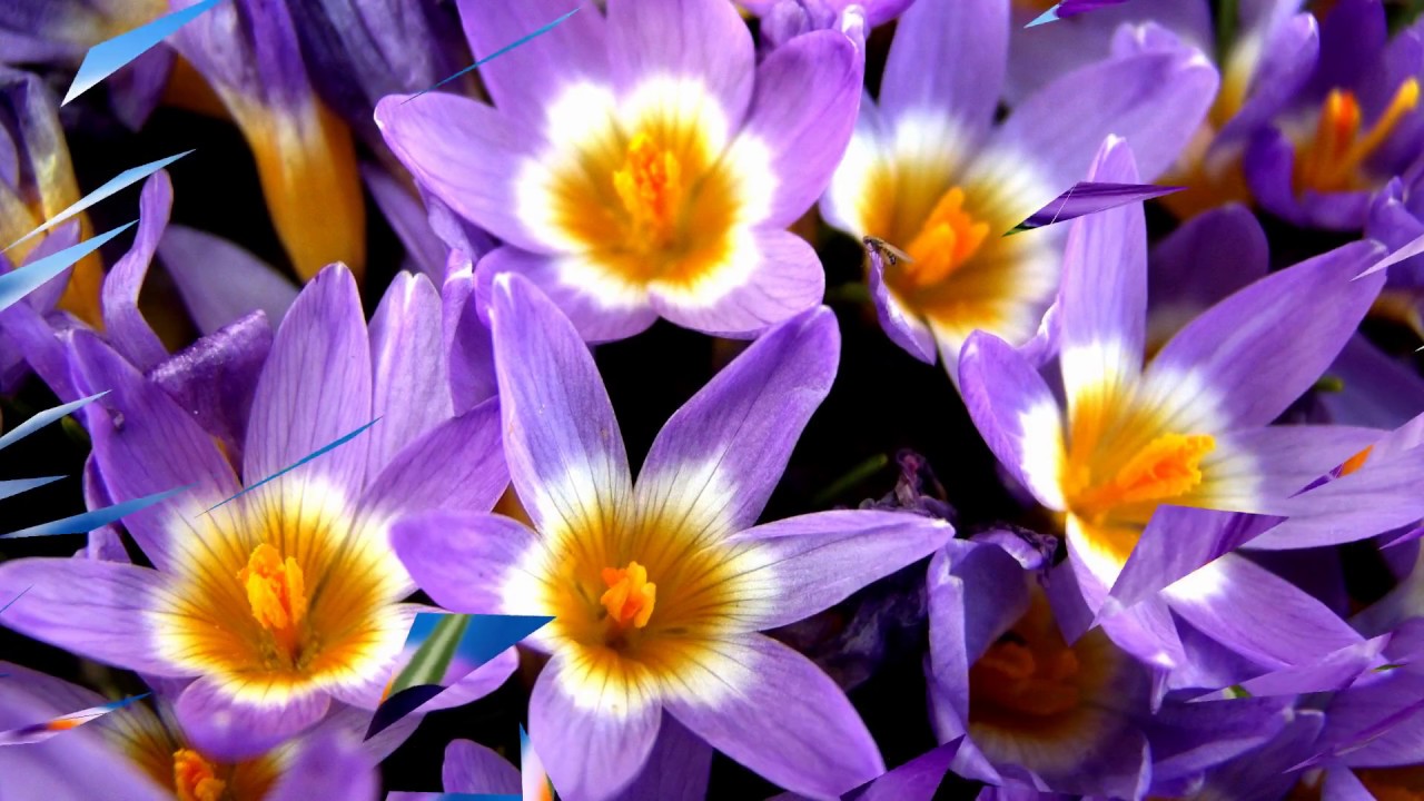 Crocus flowers (HD1080p)