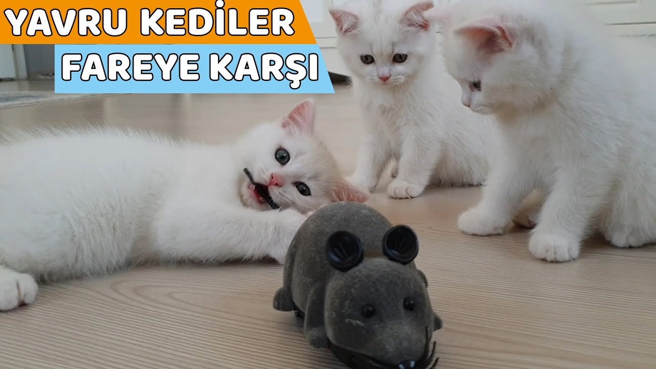 YAVRU KEDİLERİMİZ FARE PEŞİNDE (Yavru Kedilerimizden Bir Hatıra)