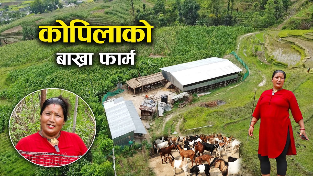 कोपिला कृषि तथा पशुपन्छी फार्ममा यसरि पालिएको रहेछ ' बाख्रा ' - Farm visit with Kopila Adhikari