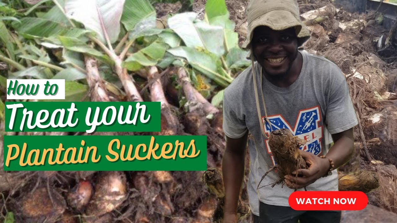 HOW TO TREAT PLANTAIN SUCKERS/ Plantain farming/ plantain business/ quality treatment of suckers.