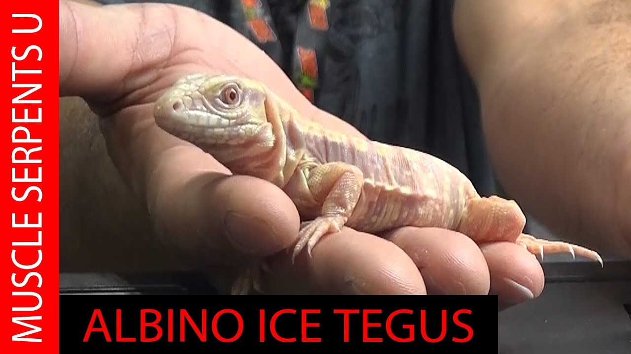 ALBINO ICE TEGUS at UNDERGROUND Reptiles: Daytona Reptile Breeders Expo- Part 9