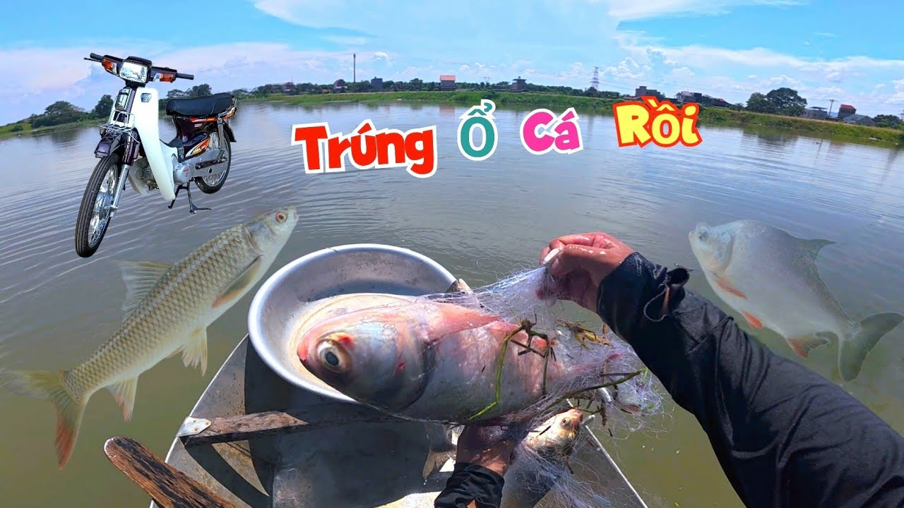 Trúng Ổ Rồi Nhấc Cá Mỏi Tay Đi Đăng Ký Biển Số Xe Mới Nhưng Lại Không Thành / Quế Nghịch