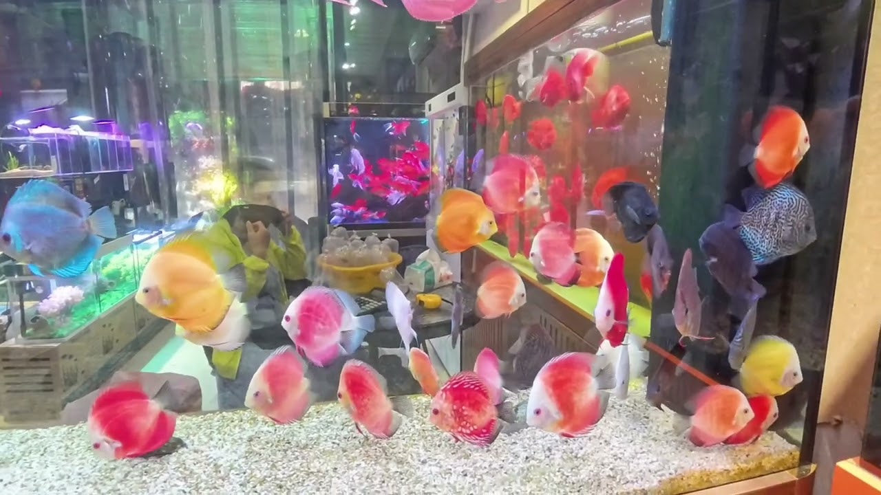 ［深圳篇］福田農批市場看觀賞魚