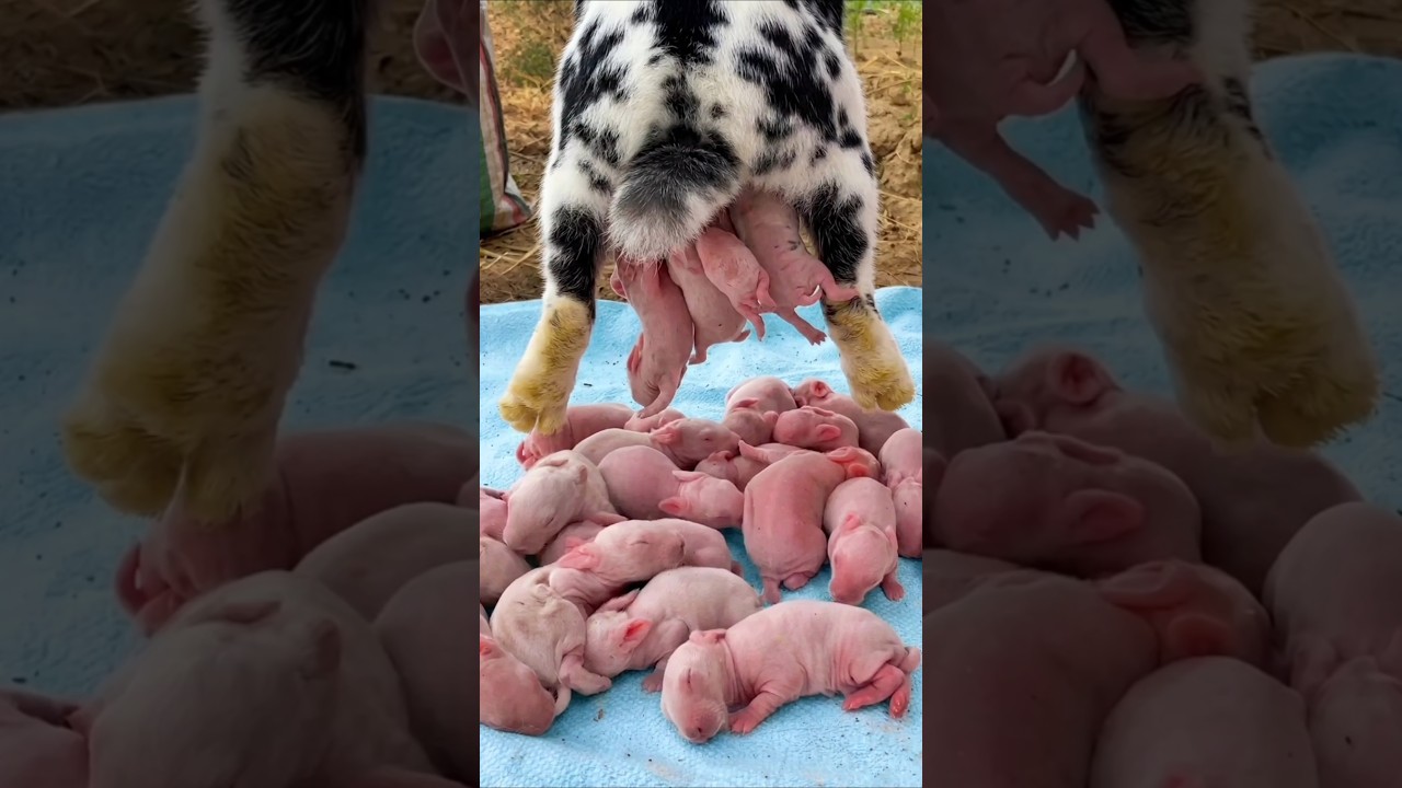 Rabbit Growth - Baby Animals 1 To 30 Days