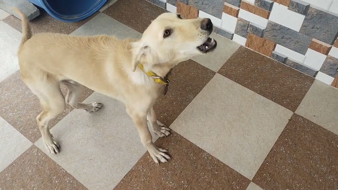 Dog barking dog sound loud 🐶 ...