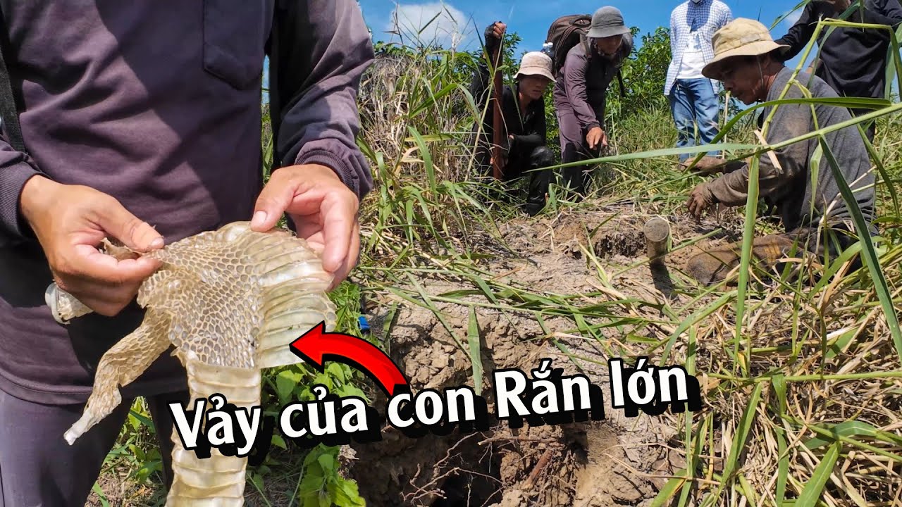Ở Đây vẫn còn một con Rắn rất lớn | TGSB #940