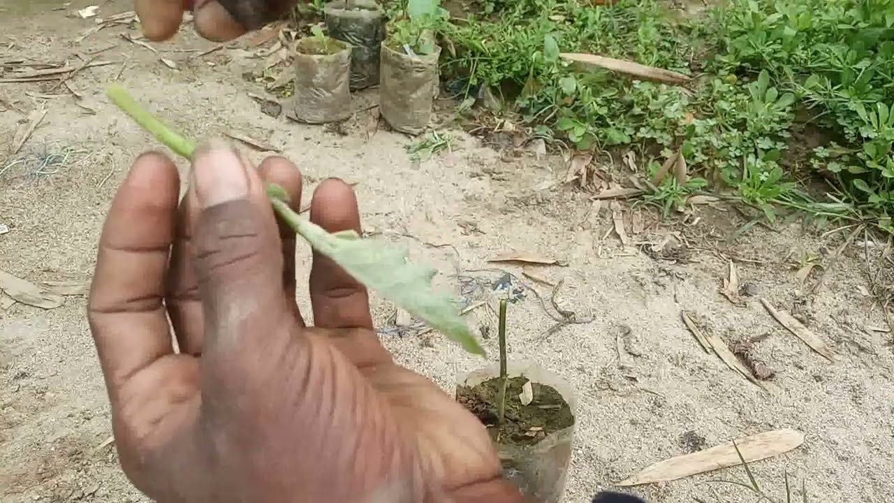 baigan ki grefting kaise karte hai brinjal grefted farming बैगन क्राफ्टिंग करना सीखें