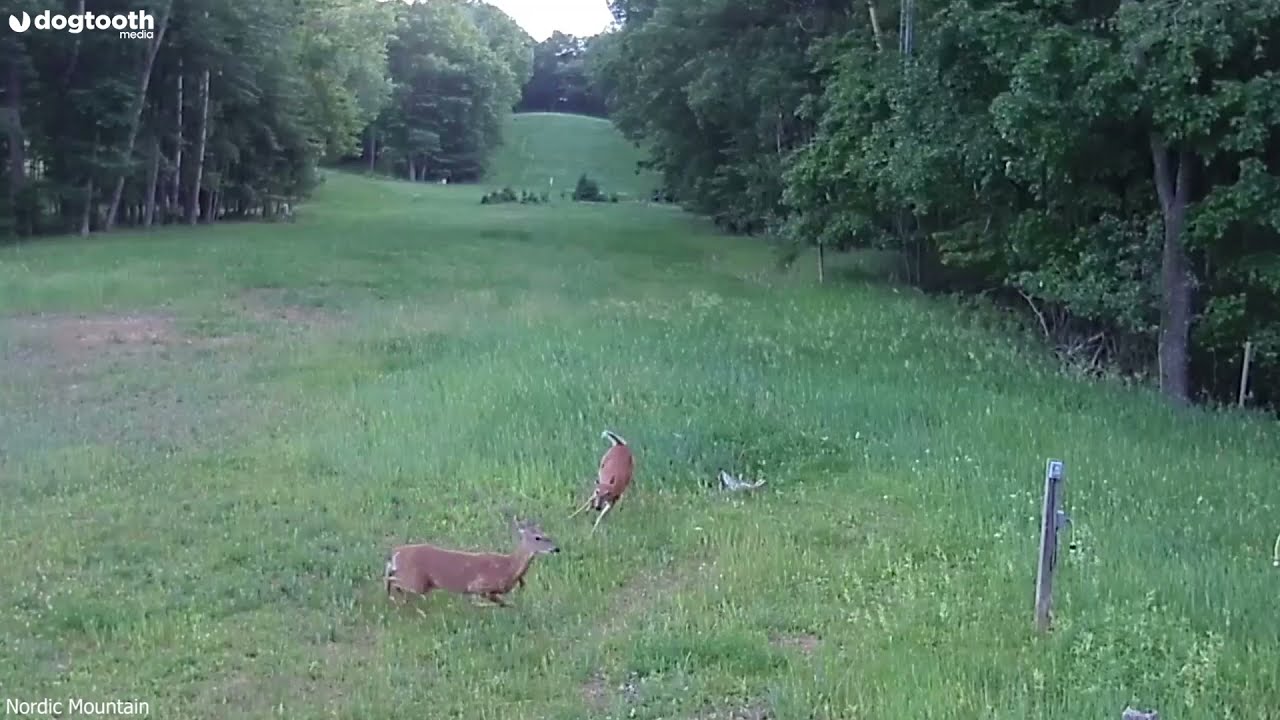 Incredible Moment Deer Defends Rabbit from Swooping Hawk || Dogtooth Media