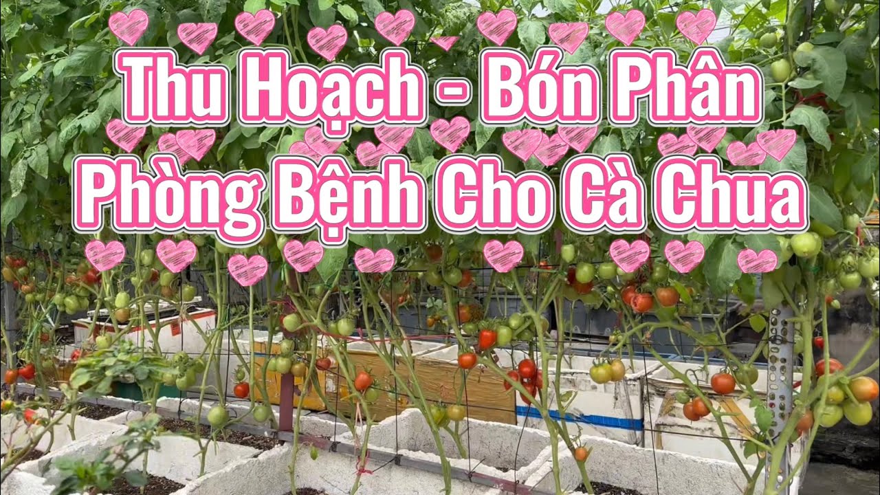 Thu Hoạch, Bón Phân, Phòng Bệnh Cho Cà Chua