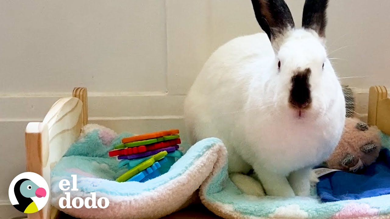 Conejito abandonado es rescatado con la ayuda de un plátano | El Dodo