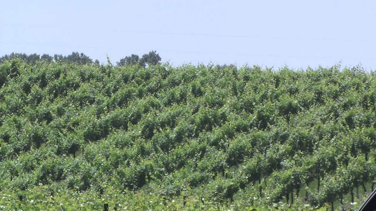 WRAL Tar Heel Traveler Wineries