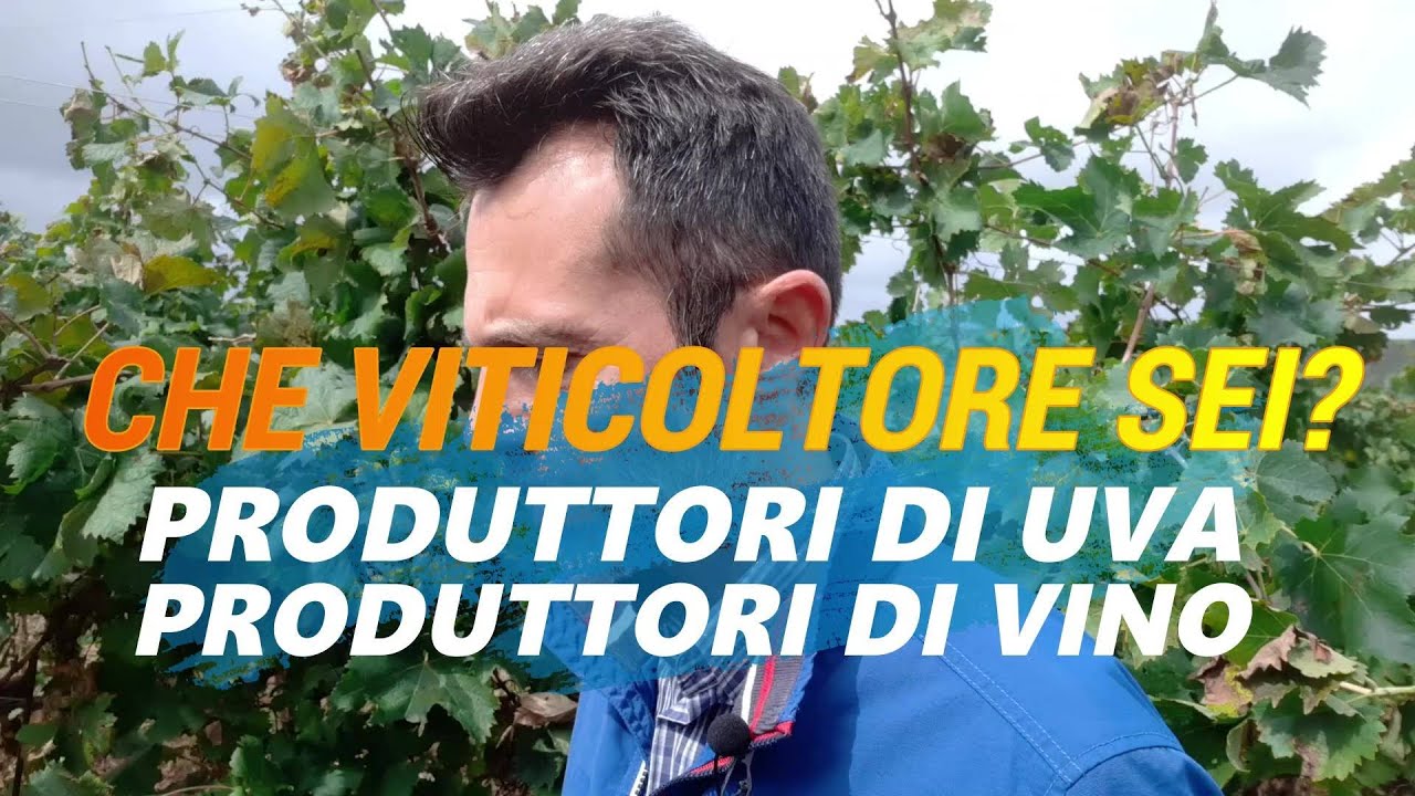 VITICOLTORI: Produttori d'uva o produttori di vino?