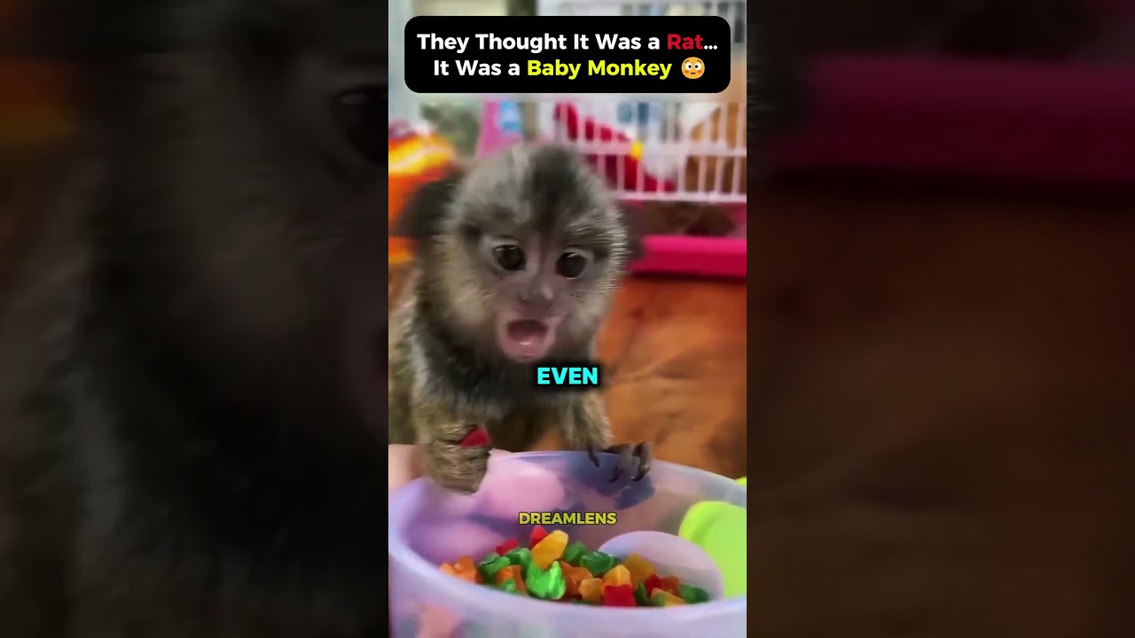 Они думали, что это крыса&hellip; А это оказался детеныш обезьяны 😳