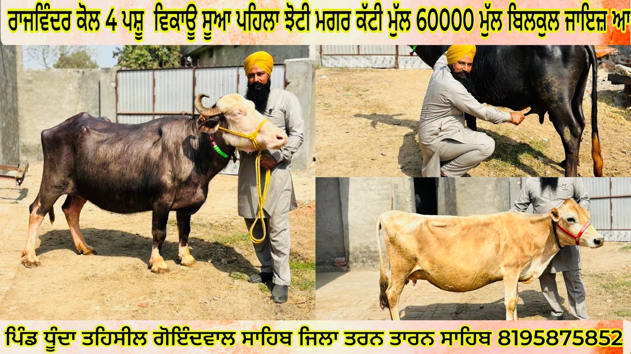27/02/2026 ਰਾਜਵਿੰਦਰ ਕੋਲ 4 ਪਸ਼ੂ  ਵਿਕਾਊ ਸੂਆ ਪਹਿਲਾ ਝੋਟੀ ਮਗਰ ਕੱਟੀ ਮੁੱਲ 60000 ਮੁੱਲ ਬਿਲਕੁਲ ਜਾਇਜ਼ ਆ
