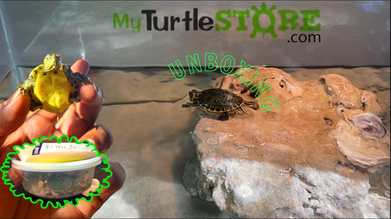 My Turtle Store Unboxing (Baby Yellow Belly Slider) 2021 🐢 📦