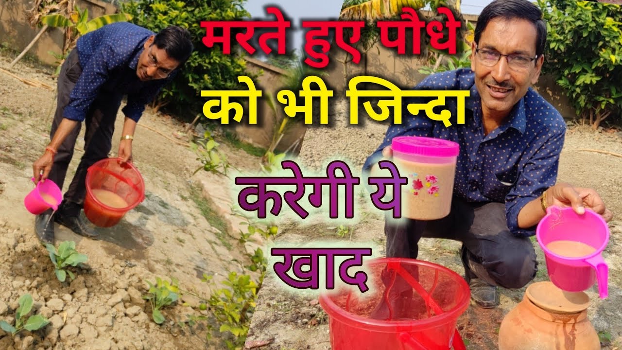 दुनिया का नम्बर वन ताकतवर लिक्विड खाद है ये, जो मरते हुए पौधे को भी जिन्दा कर सकता है