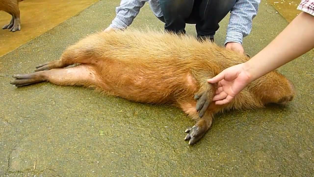 カピバラの耳をナデナデ (Scaratching capybara's ear)