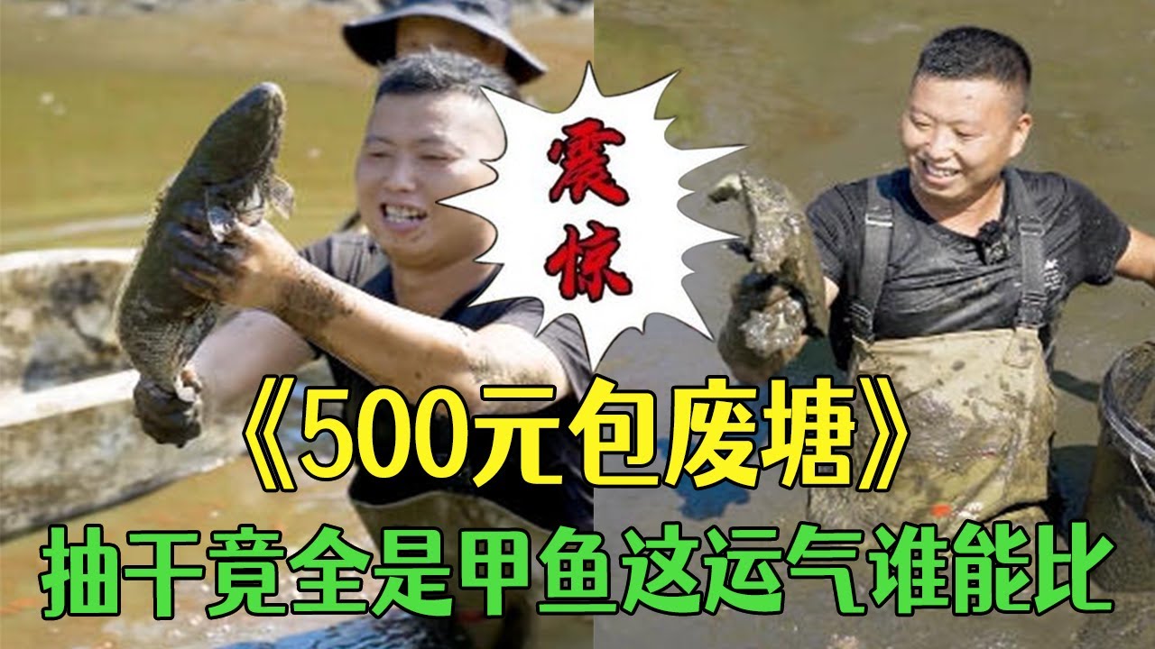 花500包個連塘主都找不到的廢棄魚塘，抽幹竟全是甲魚這運氣誰能比#新農人計劃2025#我要上熱門 #戶外 #三農 #農村生活 #小飛哥 #包塘
