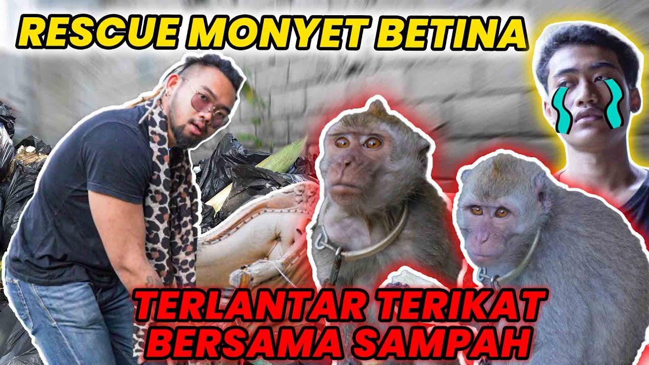 KASIHAN! RESCUE MONYET BETINA TERLANTAR TERIKAT BERSAMA SAMPAH #AudreyA #KINGOFTHEJUNGLE