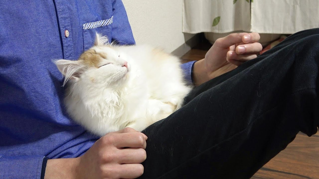 子猫におなかの上を占領され身動きが取れなくなってしまった飼い主の末路