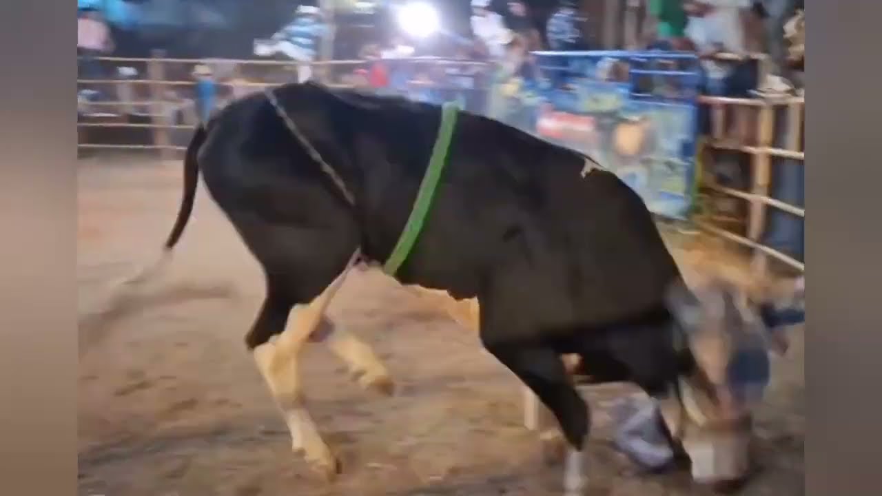  APARECIDO DE COYUCA🤠 🆚 TORO CAIDO DEL CIELO🐂. 2026