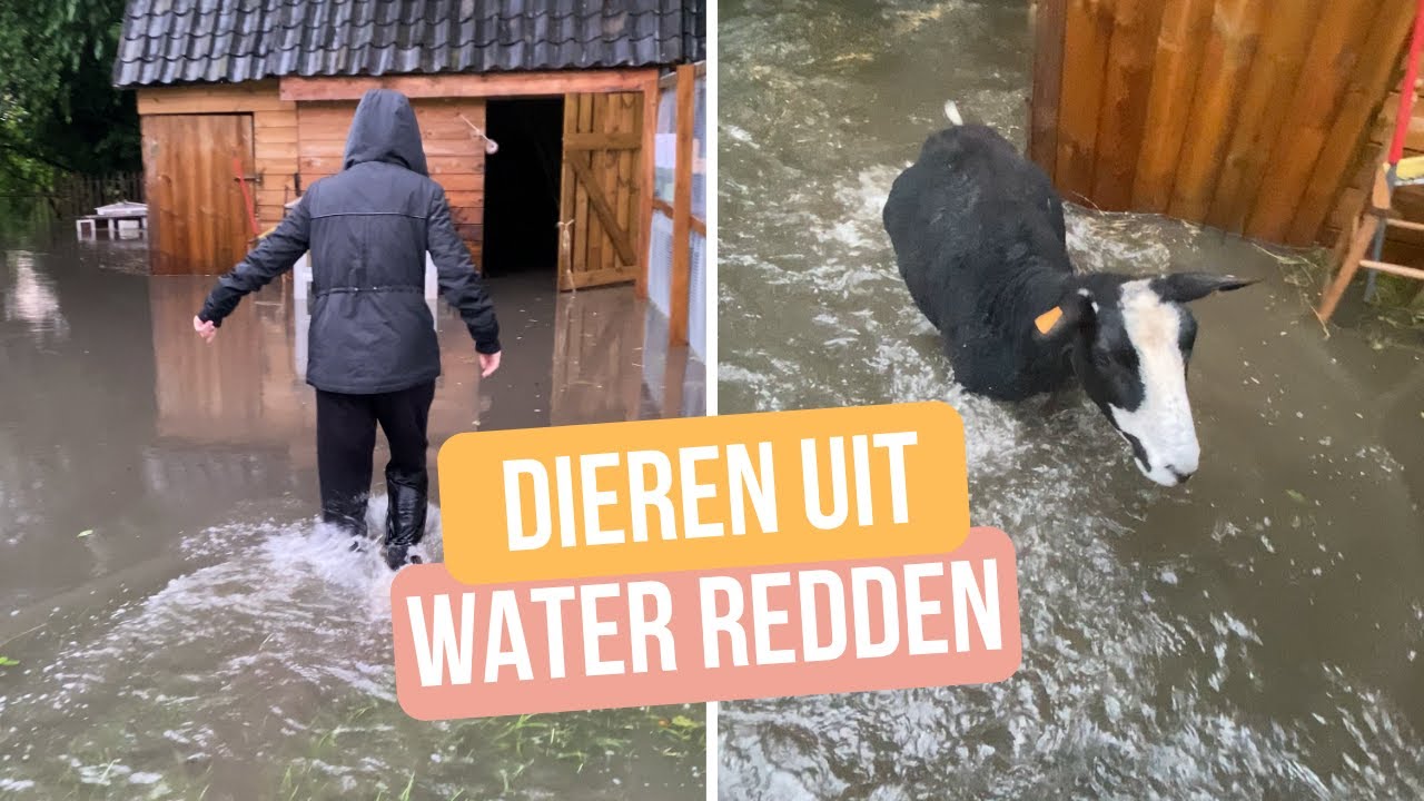 Een storm verwoeste onze dierenopvang