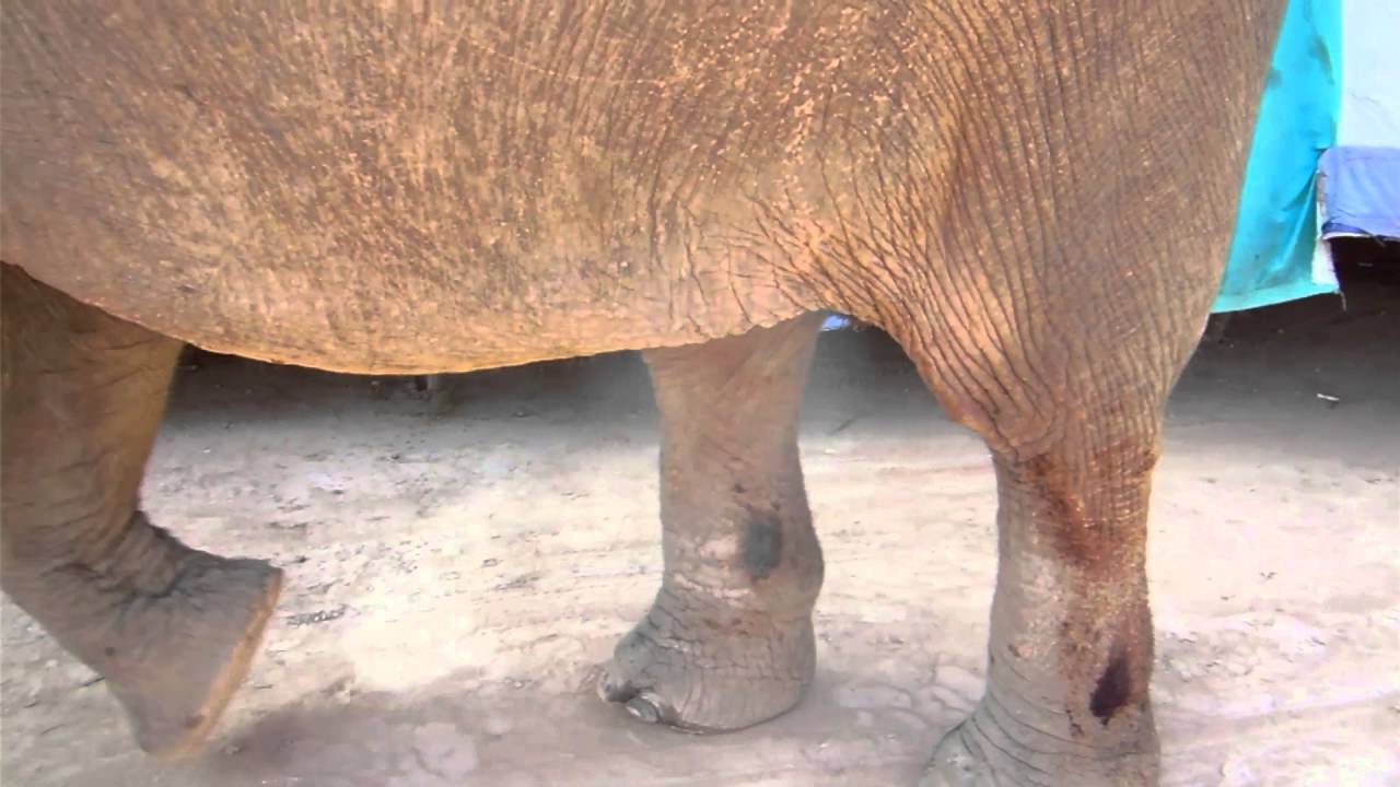 Advaita Says NO to Animal Circuses
