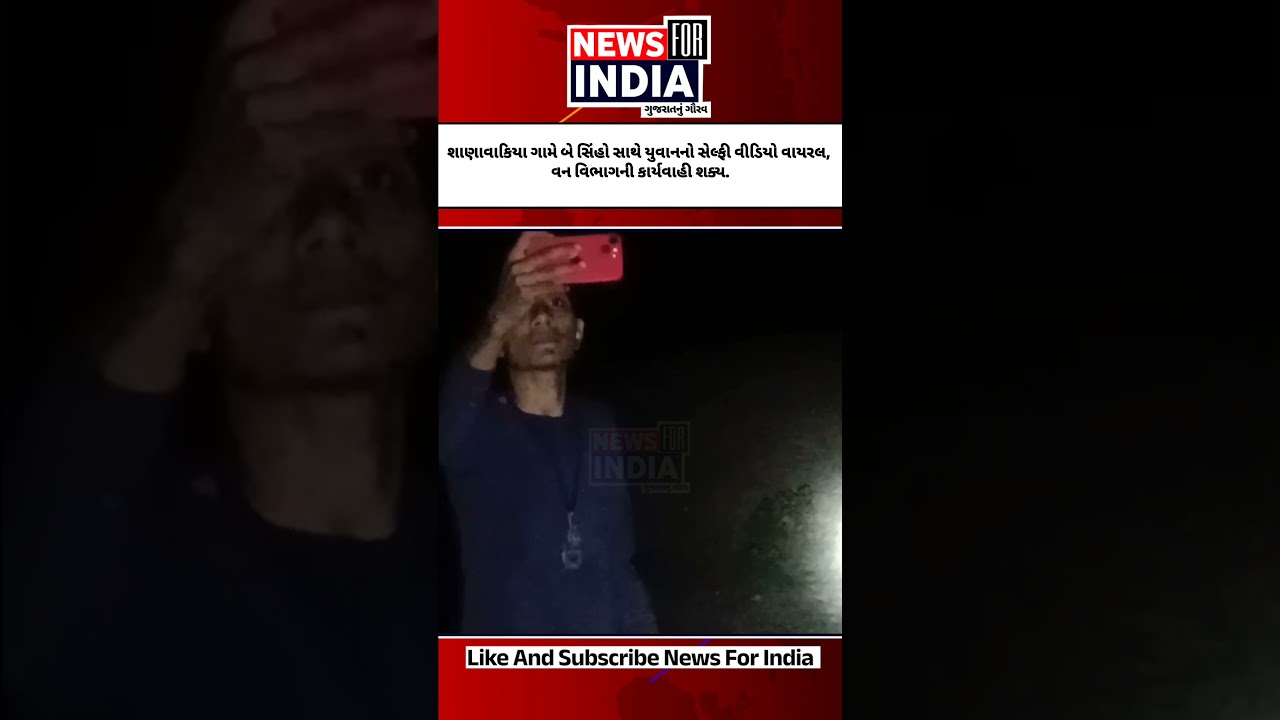 શાણાવાકિયા ગામે બે સિંહો સાથે યુવાનનો સેલ્ફી વીડિયો વાયરલ, વન વિભાગની કાર્યવાહી શક્ય.