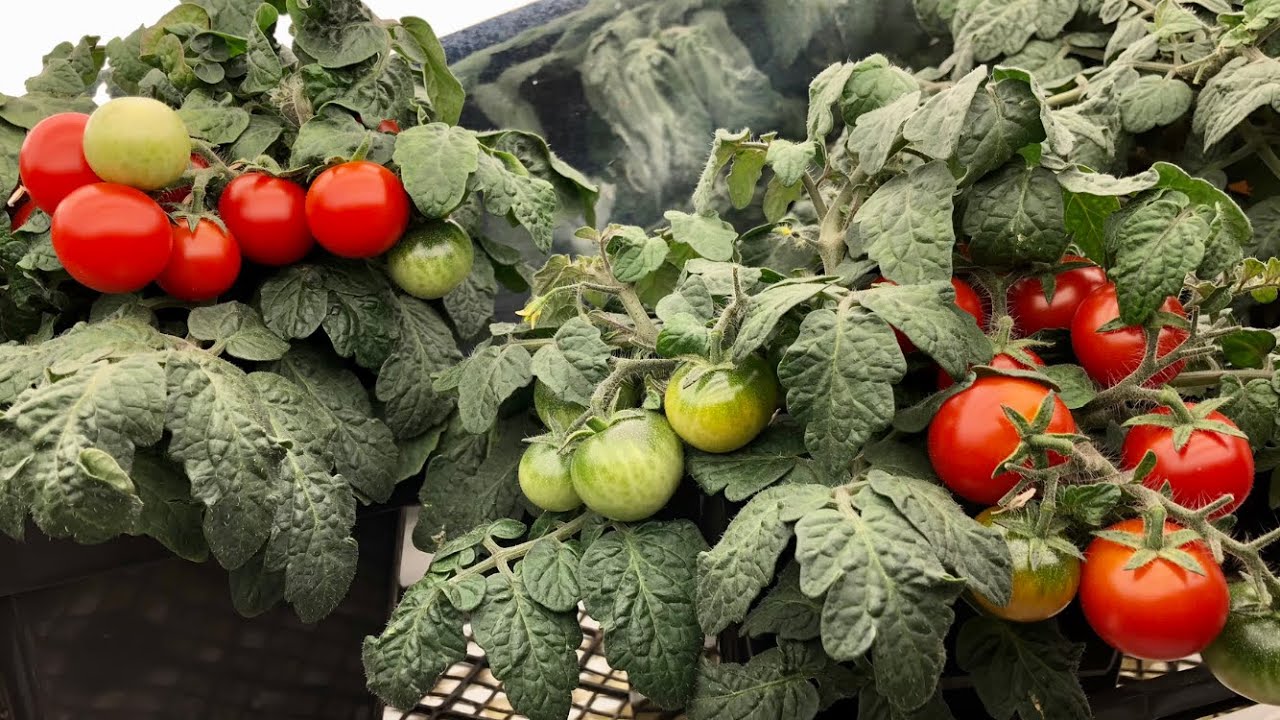 Cultiver des tomates à l’intérieur, est-ce possible?