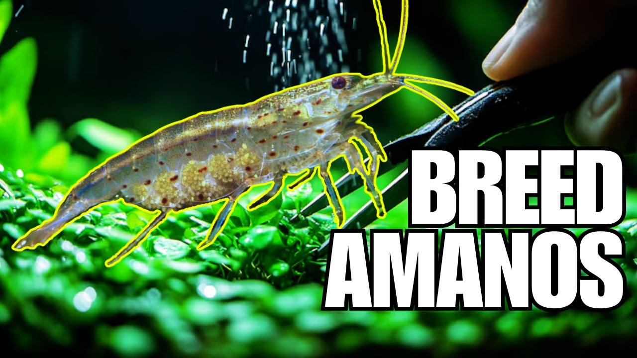 Breeding Amano Shrimp is EASY! Complete Detailed Presentation | Avatar Aquatics Method