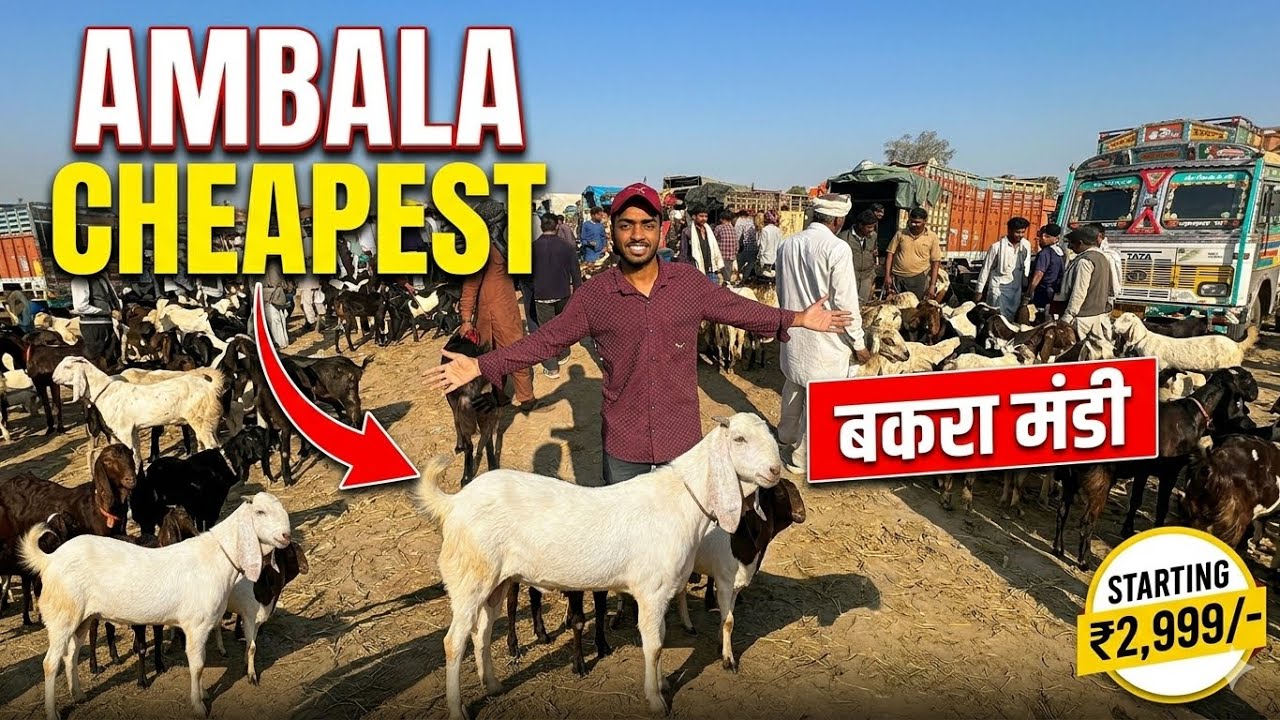 Ambala ka cheapest बकरा मंडी 🤯 Ambala Bakra markit vlog 2026 ❣️|Out of Jon vlog 