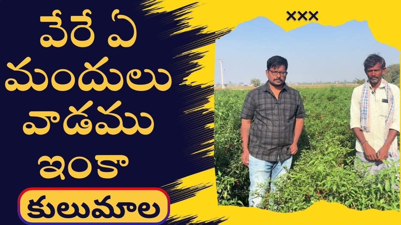 🙅‍♂️వేరే ఏ  మందులు వాడము ఇంకా 🙅🏻‍♀️✖️. రెండే మందులు👉 చివరివరకు☝🚩✔️😎👌🔥#redchilli #chilli #farming