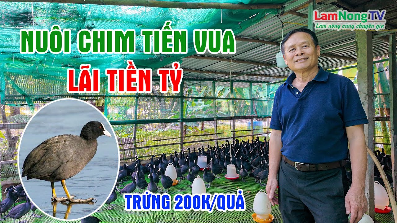 Bỏ Chuồng Heo Nu&ocirc;i Chim S&acirc;m Cầm: Một Quả Trứng Bằng 100 Trứng G&agrave;, Thu L&atilde;i Cực Khủng | LamNongTV