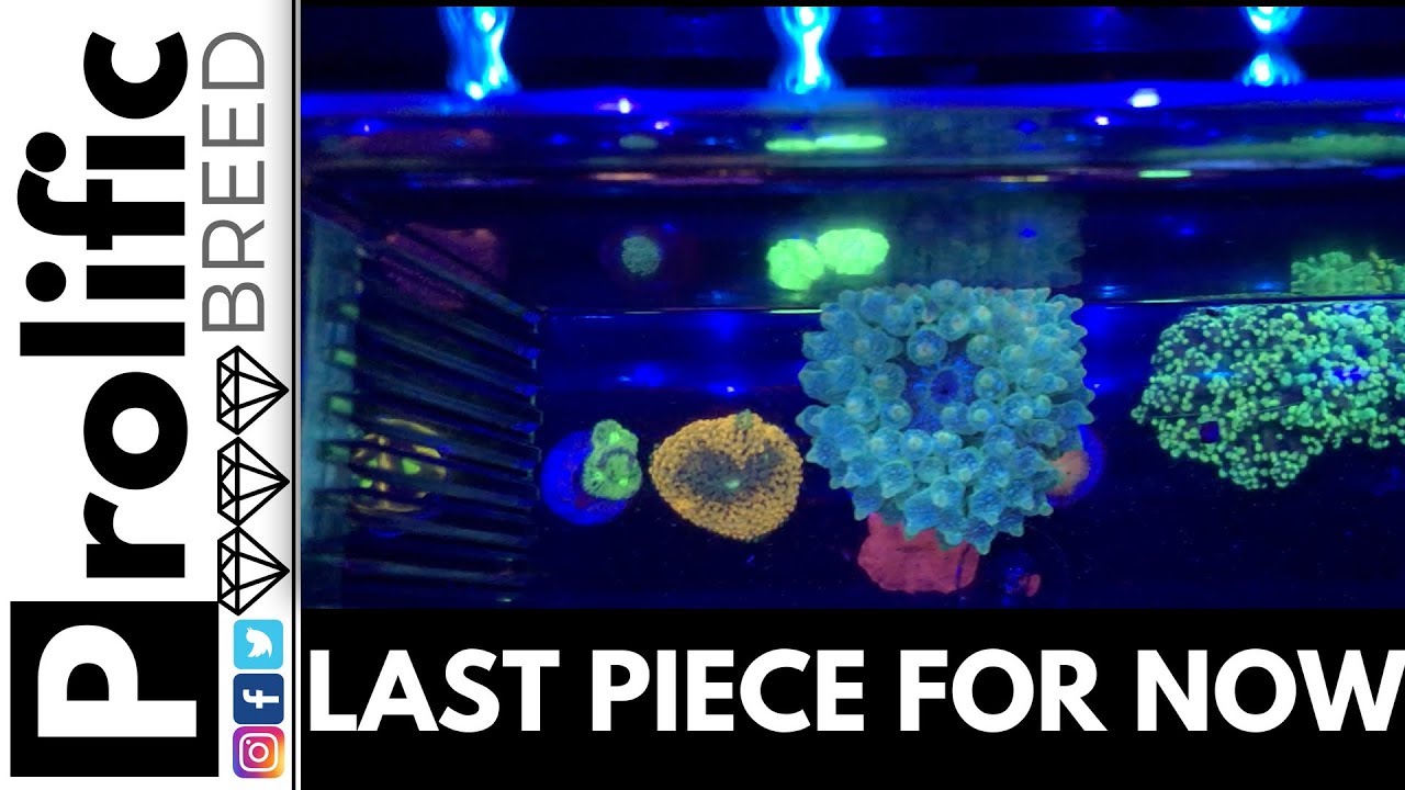 I JUST WANTED THE GREEN BUBBLE TIP ANEMONE | AQUA SD