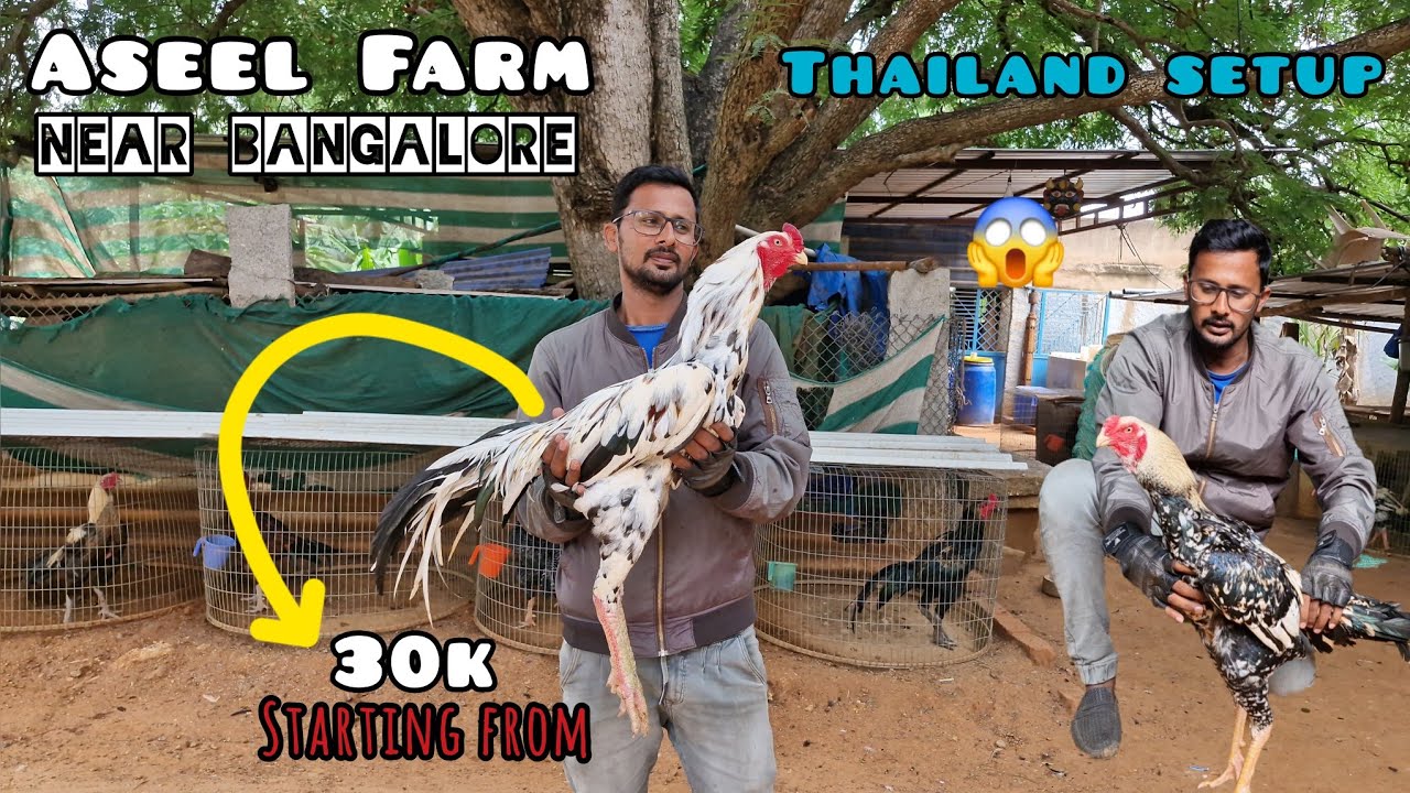 Aseel Farm Near Chintamani Bangalore 97384 82869 Full Detail Video #aseel #aseelmurga