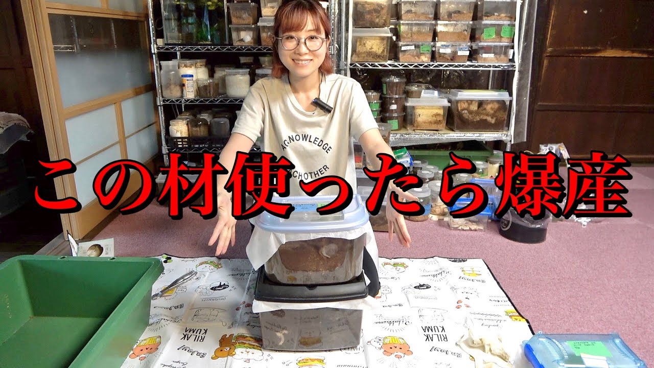 オオクワ産卵セットで過去最高の記録を叩き出した