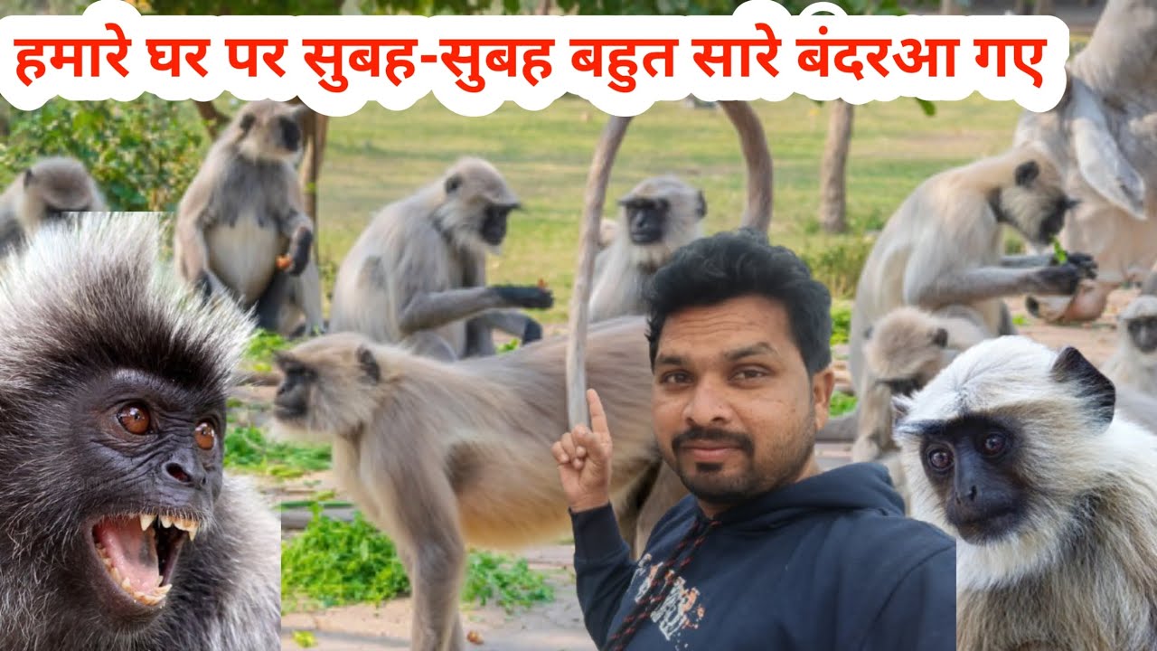 सुबह सुबह हमारे छत पर बंदरआ गया दोस्तों बड़ा वाला काला मुंह वाला आ गया#@mrmahadevshort 🙏👍👍🙏