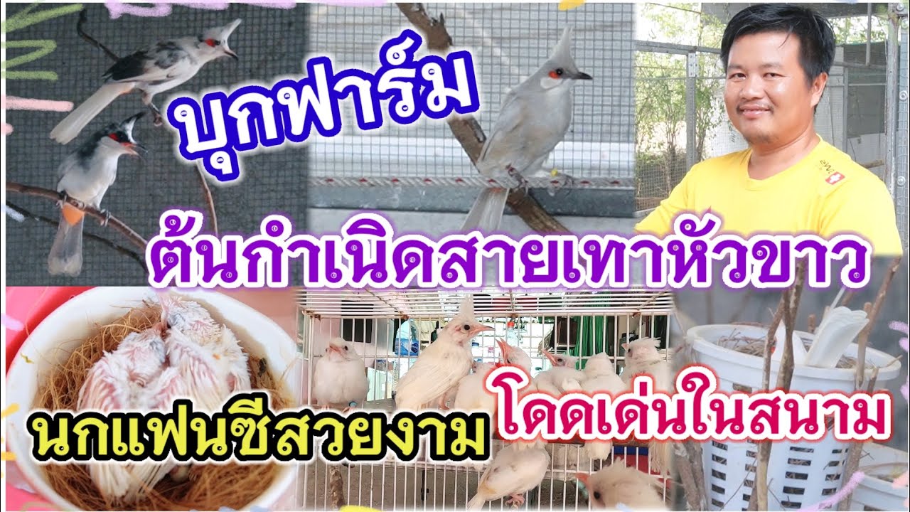 บุกฟาร์ม นกกรงหัวจุก ต้นกำเนิดสายเทาหัวขาวในประเทศ แฟนซีสวยงาม โดดเด่นในสนาม ตั้ม วังท่าช้าง ฟาร์ม