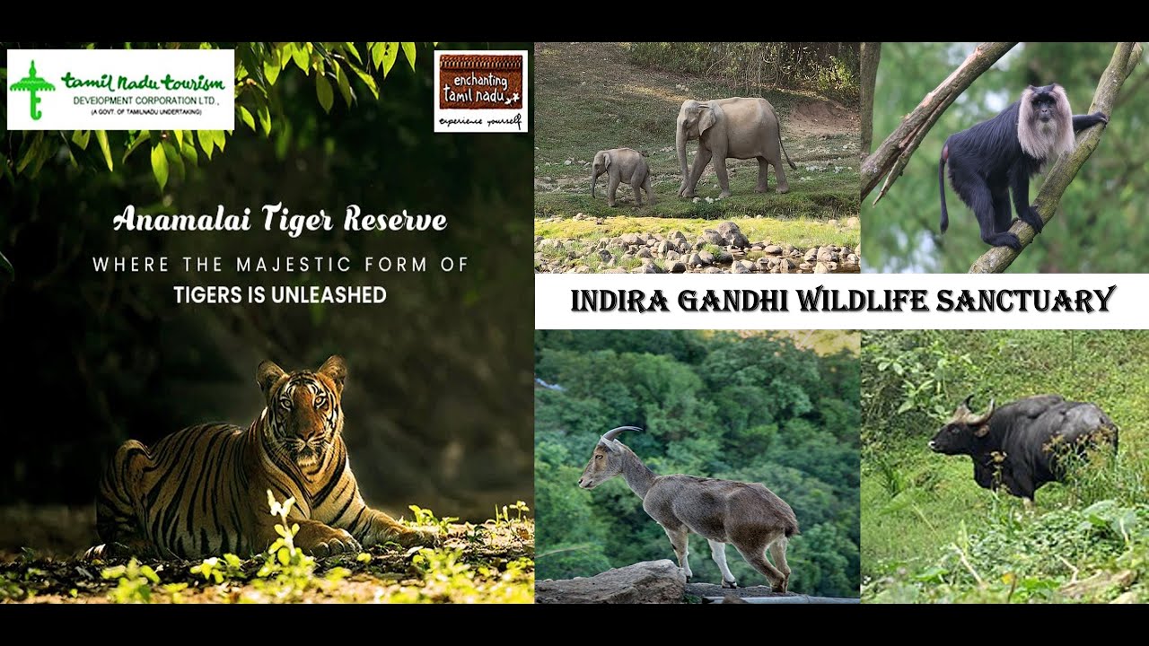 🌿🐅🐘Aanamalai Tiger Reserve: Untamed Beauty of the Western Ghats 🐅🌿🐘