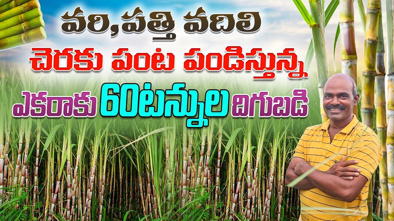 Sugarcane Cultivation In Telugu | చెరుకు పండిస్తున్న ఎకరాకు 60టన్నుల దిగుబడి | Shiva Agri Clinic
