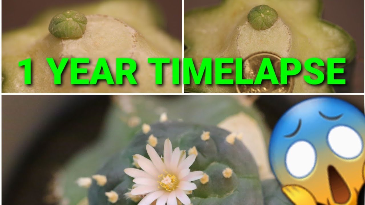 Time lapse frenzy #2 - Grafted Lophophora button! 1 Year evolution (Work in Progress)