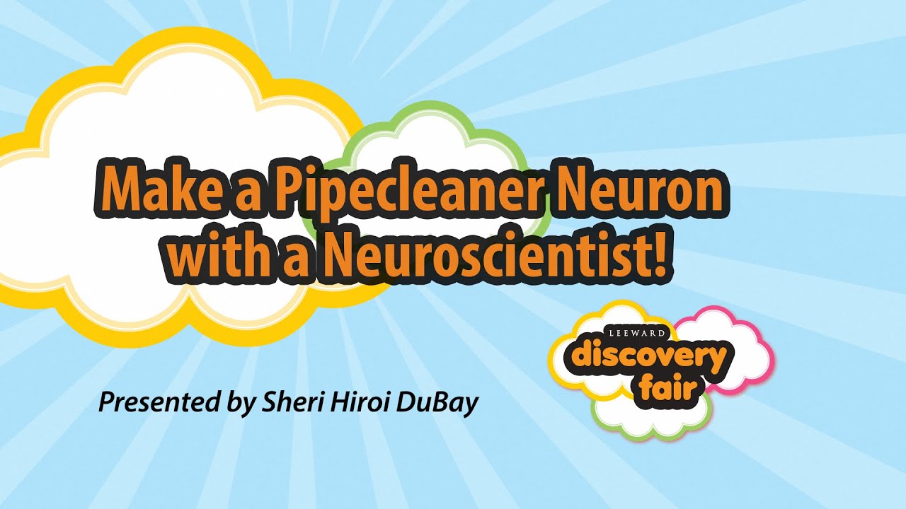 Make a Pipecleaner Neuron with a Neuroscientist!