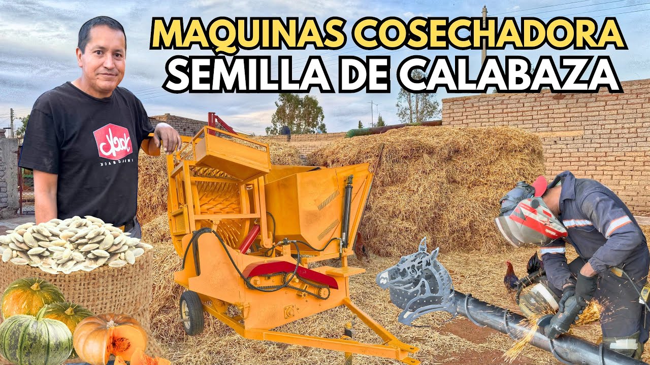 ASÍ SE SACAN LAS SEMILLAS DE CALABAZA UN GRAN INVENTO MEXICANO